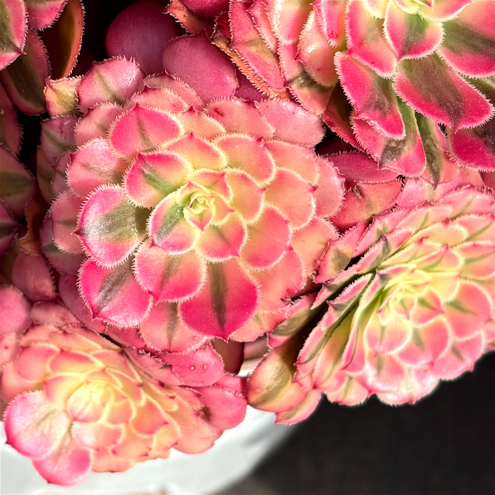 Aeonium 'Face Powder' Variegata - Extra-Large 10"-12" Mature Plant - Striking Shrublet Succulent Famed For Its Temperature-Driven Color Shifts