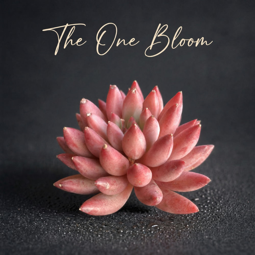 Echeveria 'Corn-poppy' 3"–3.5" Beautiful Color Succulent - Vibrant "Sugar Heart" Center Live Plant