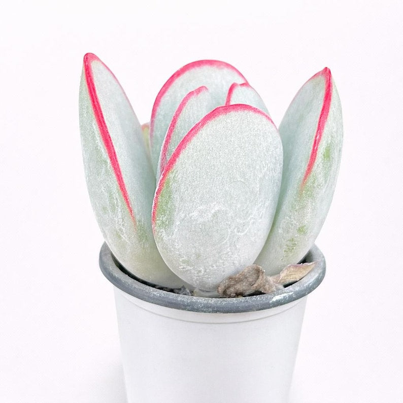 Cotyledon Orbiculata 'Hakubi' Approx. 3–3.5 inches in Diameter