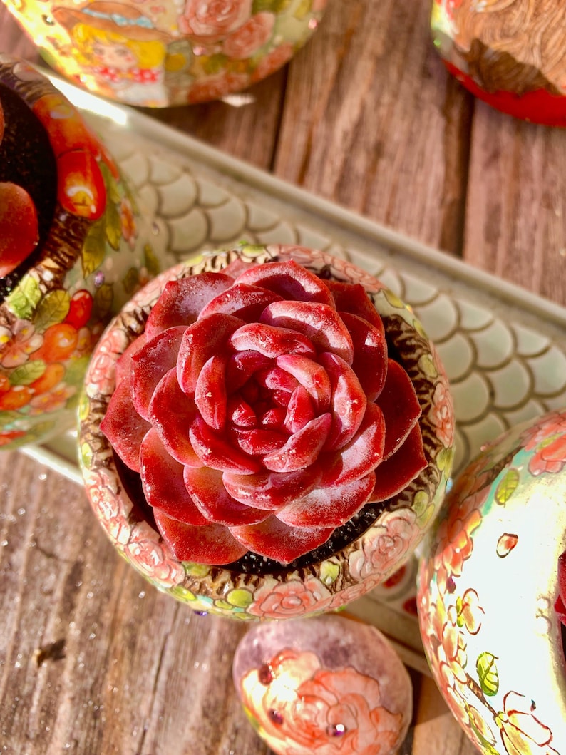 3"-3.5" in Diameter Echeveria 'Snow Lotus' -- Single-stemmed Healthy Live Succulent Plant -- Plump Leaves Good Coloration