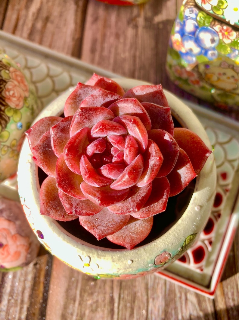 3"-3.5" in Diameter Echeveria 'Snow Lotus' -- Single-stemmed Healthy Live Succulent Plant -- Plump Leaves Good Coloration