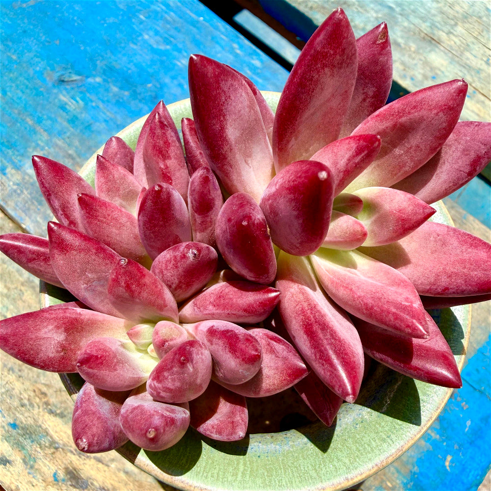 Echeveria 'Hephaestus' Double-Headed Live Plant 3"-3.5" Diameter