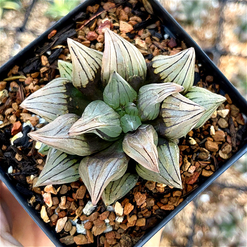 “Jelly” Plant Favorite Among Collectors - Haworthia Magnifica Var. Atrofusca - Rare Live Succulent Allow Light to Reach Plant's Interior