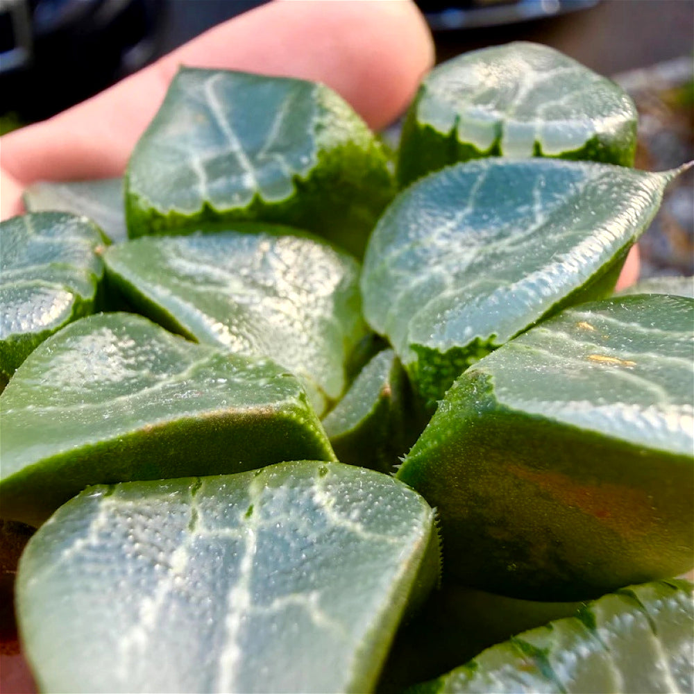 Rare Succulent - Haworthia Emelyae - Easy Maintenance Live Plant for Gifts