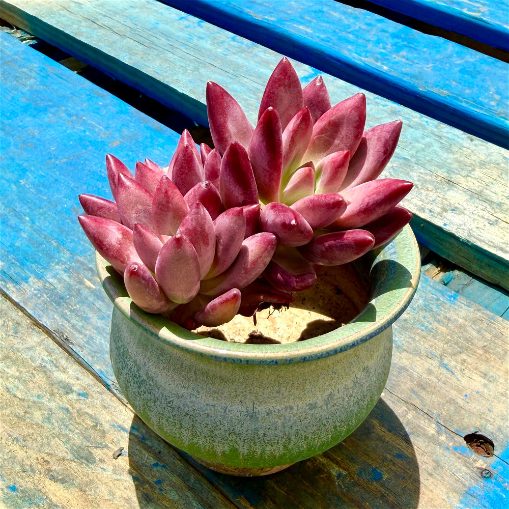 Echeveria 'Hephaestus' Double-Headed Live Plant 3"-3.5" Diameter