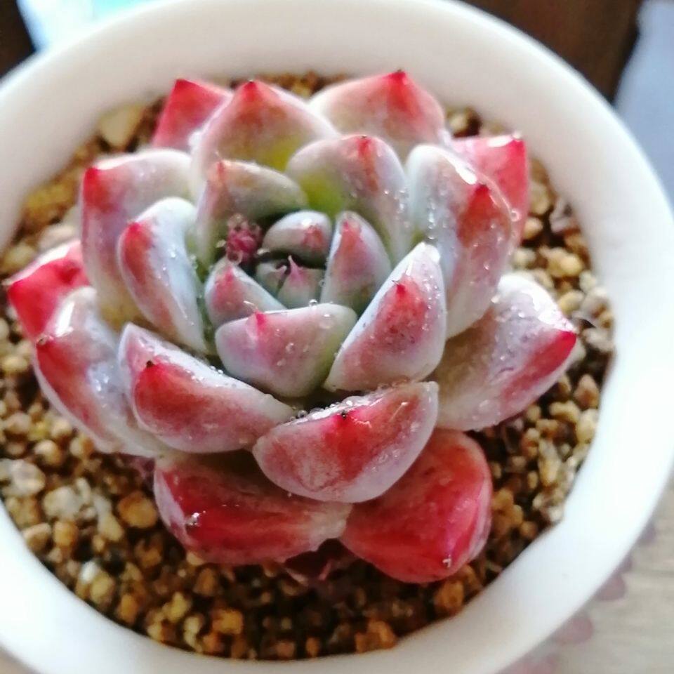 Echeveria ‘Alba Beauty’ Live Succulent | Rosette Echeveria Plant for Desk, Shelf & Minimalist Home Decor