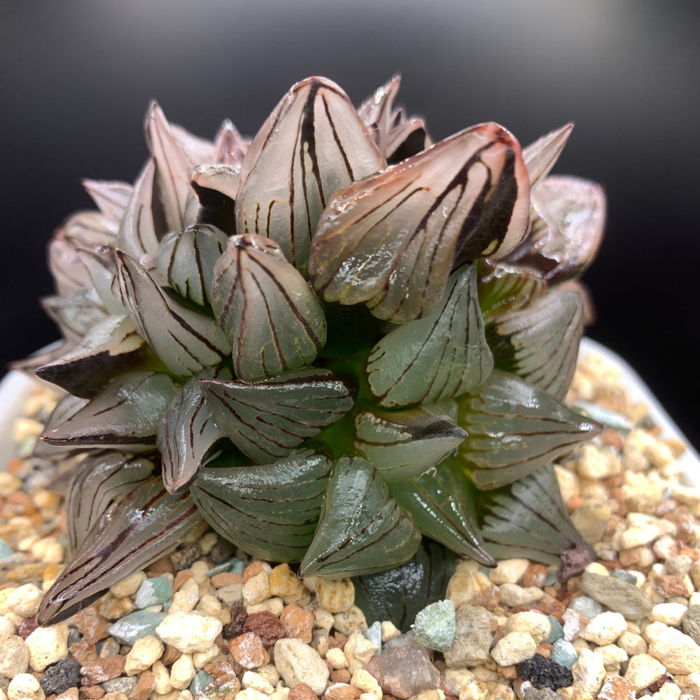 “Jelly” Plant Favorite Among Collectors - Haworthia Magnifica Var. Atrofusca - Rare Live Succulent Allow Light to Reach Plant's Interior