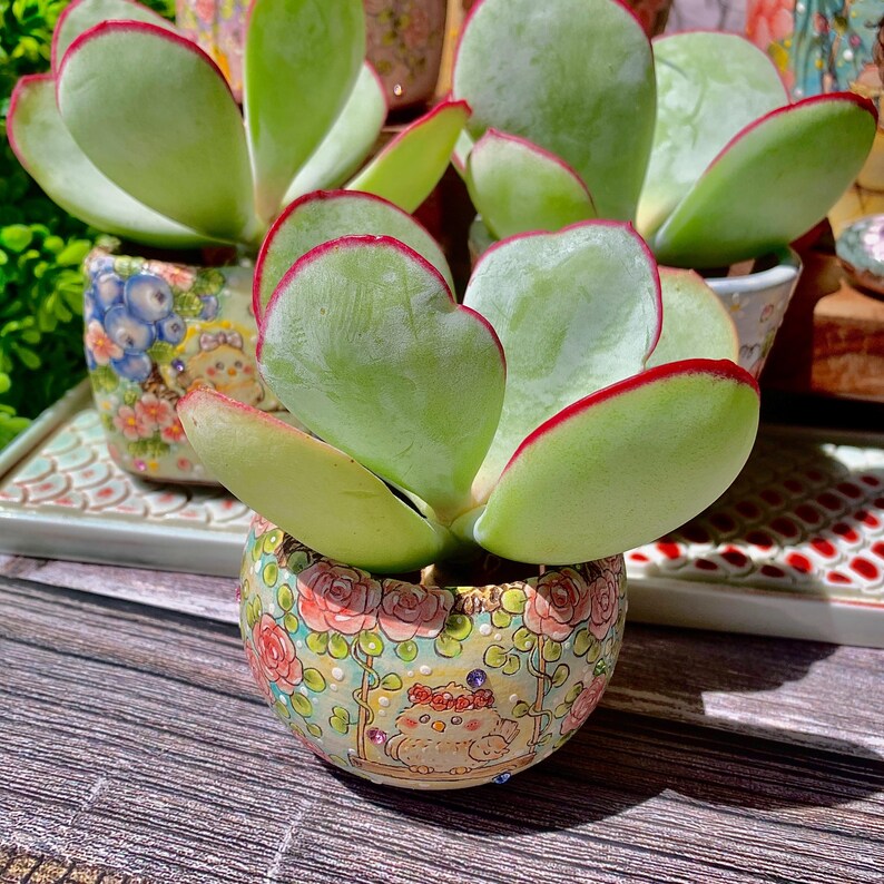 Cotyledon Orbiculata 'Hakubi' Approx. 3–3.5 inches in Diameter