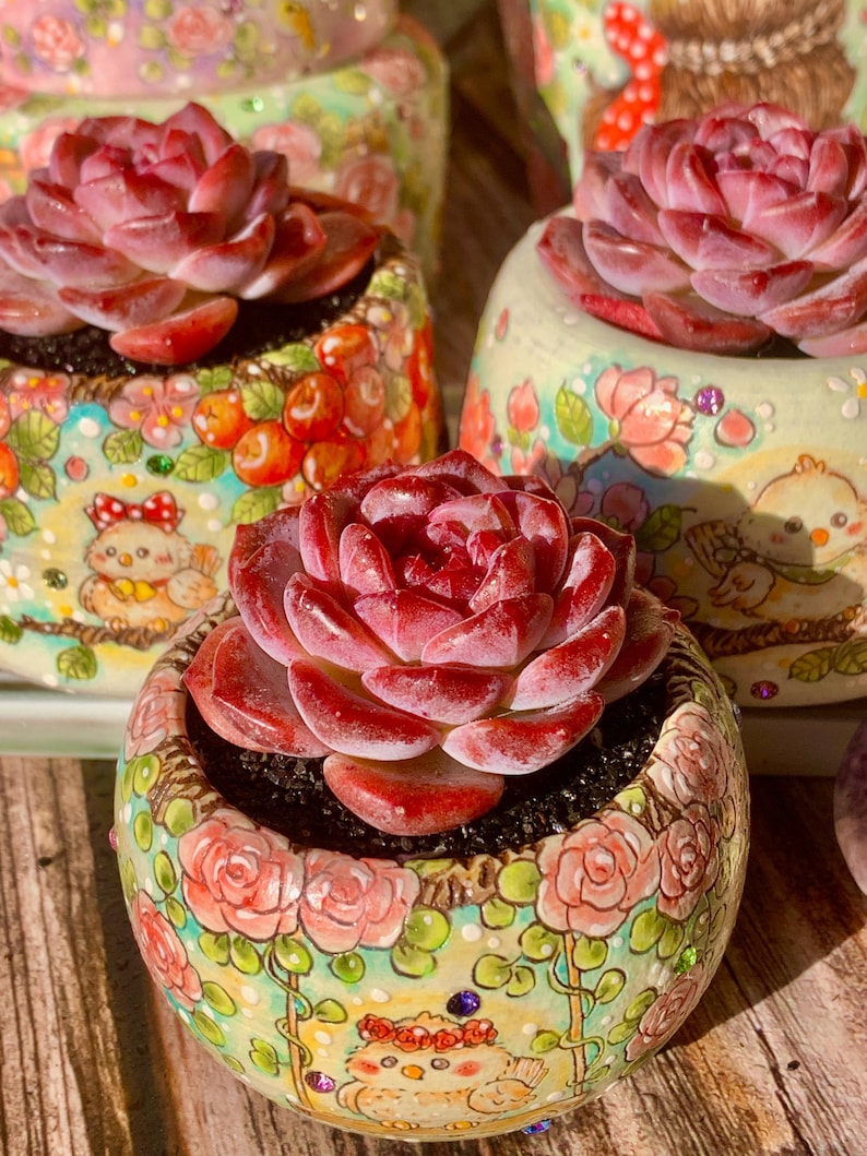 3"-3.5" in Diameter Echeveria 'Snow Lotus' -- Single-stemmed Healthy Live Succulent Plant -- Plump Leaves Good Coloration