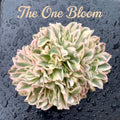 Rare Succulent Live Plant - Echeveria 'Purple Butterfly' Variegata - 5"-6" Mature Clustered Structure Specimen