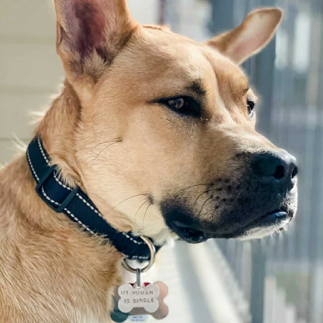 MY HUMAN IS SINGLE Bone-Shaped Pet Tag