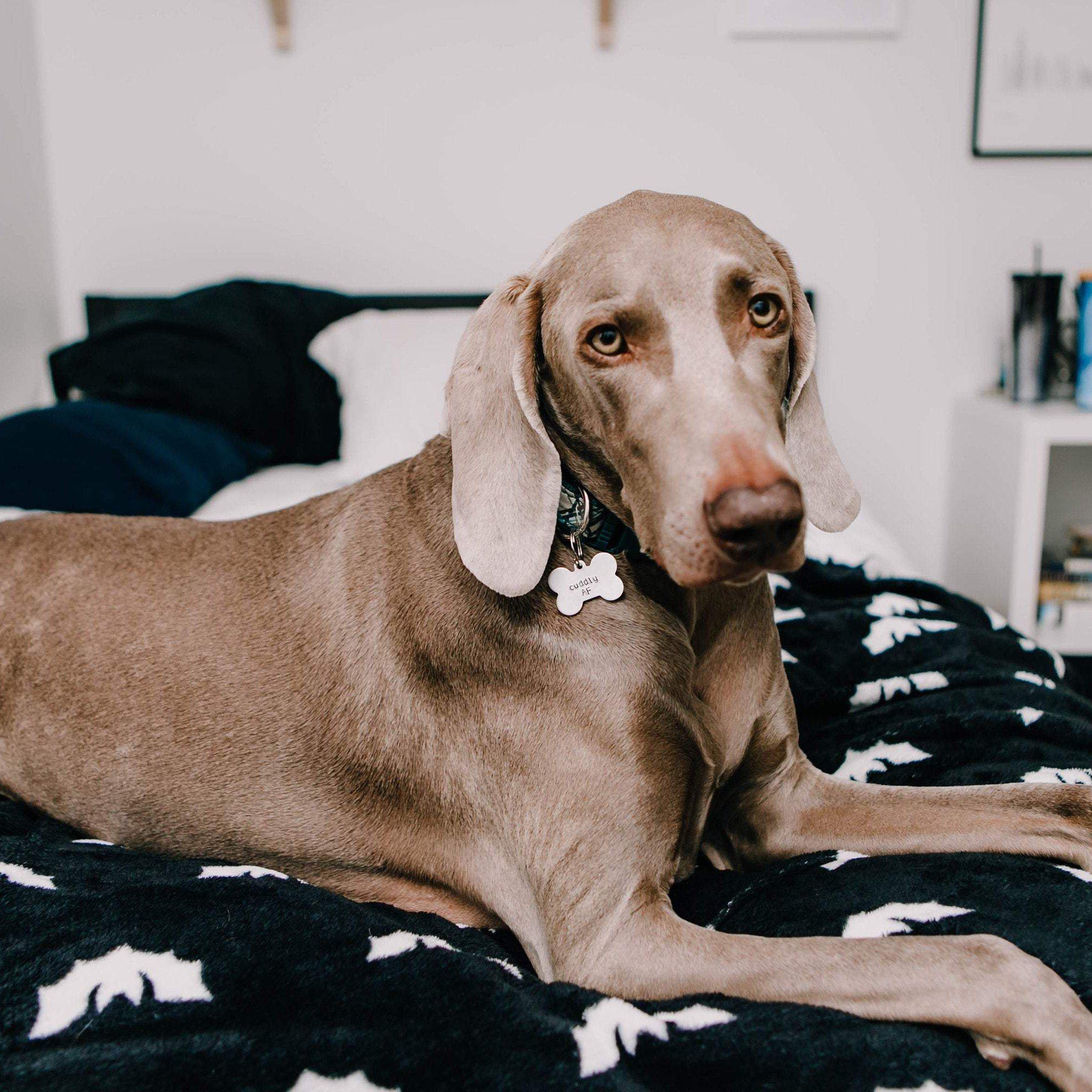 SCARED OF THE CAT Bone-Shaped Pet Tag