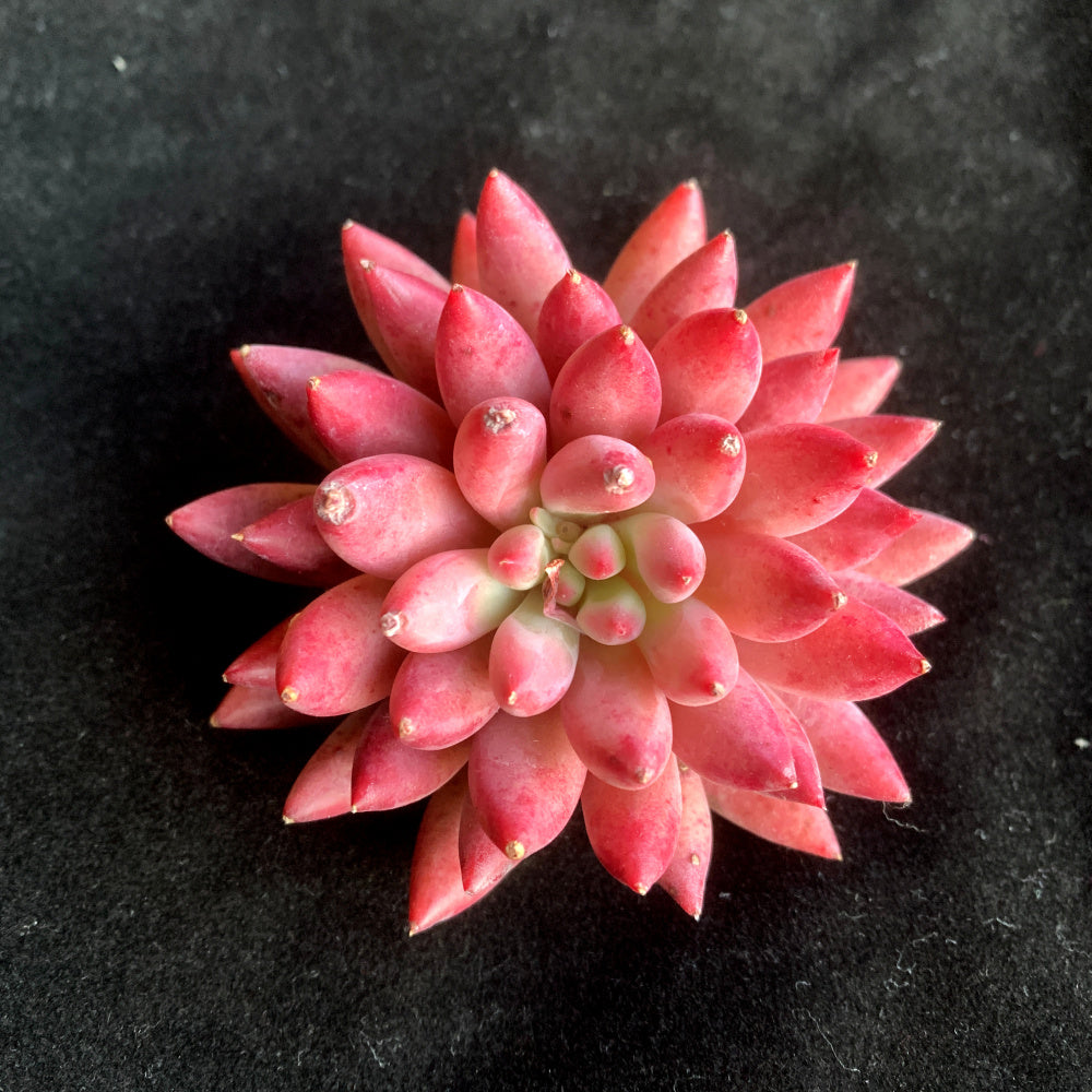 Echeveria 'Corn-poppy' 3"–3.5" Beautiful Color Succulent - Vibrant "Sugar Heart" Center Live Plant