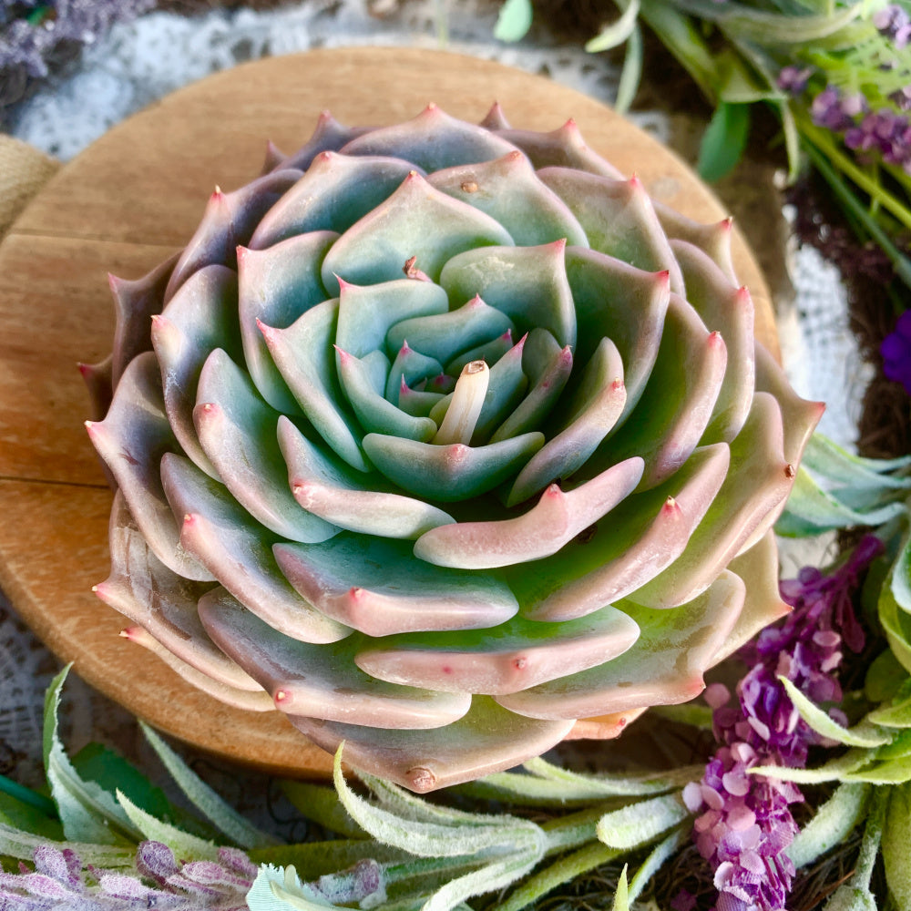 Father's Day Gift: Echeveria 'Cupid' - Delicate Succulent Compact Rosette Shape