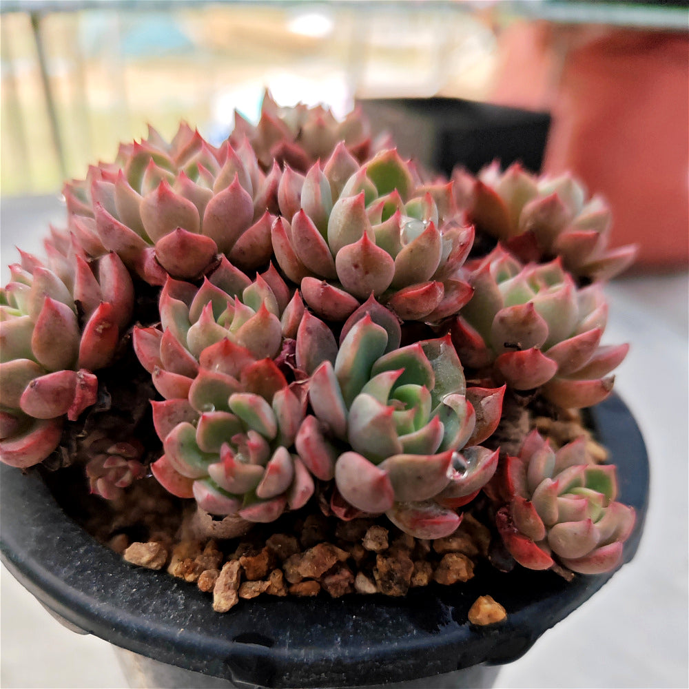 Echeveria 'Nana Hook' Multi-head Cluster - Approx. 8"-10" in Diameter
