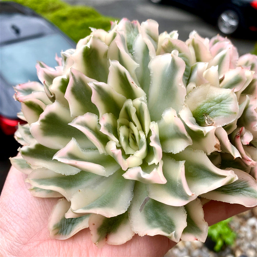 Rare Succulent Live Plant - Echeveria 'Purple Butterfly' Variegata - 5"-6" Mature Clustered Structure Specimen