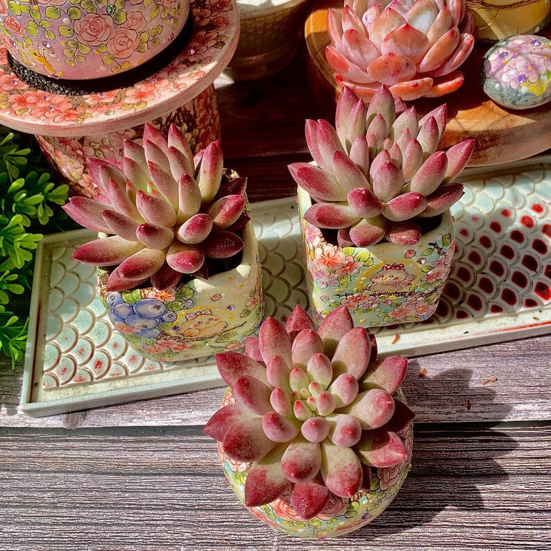 Echeveria 'Cherry' Single-plant Approx. 3–3.5 inches Across