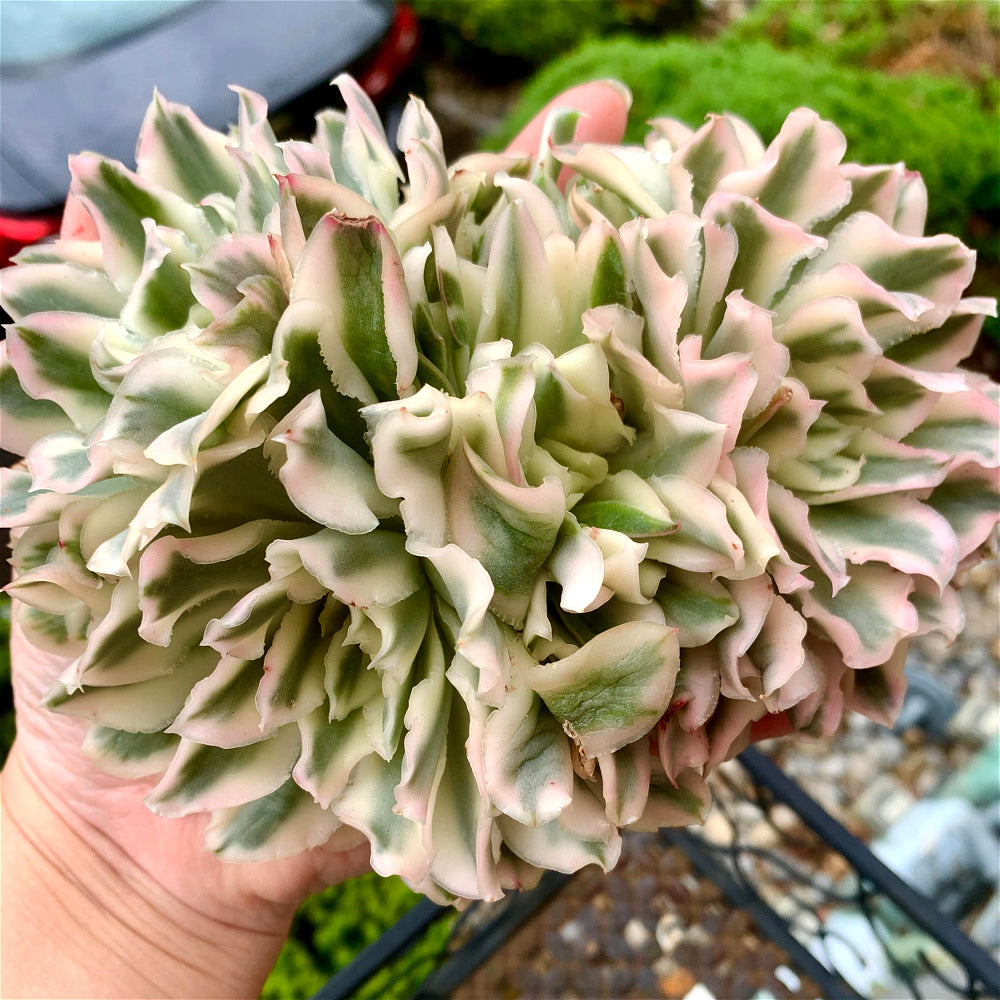 Rare Succulent Live Plant - Echeveria 'Purple Butterfly' Variegata - 5"-6" Mature Clustered Structure Specimen