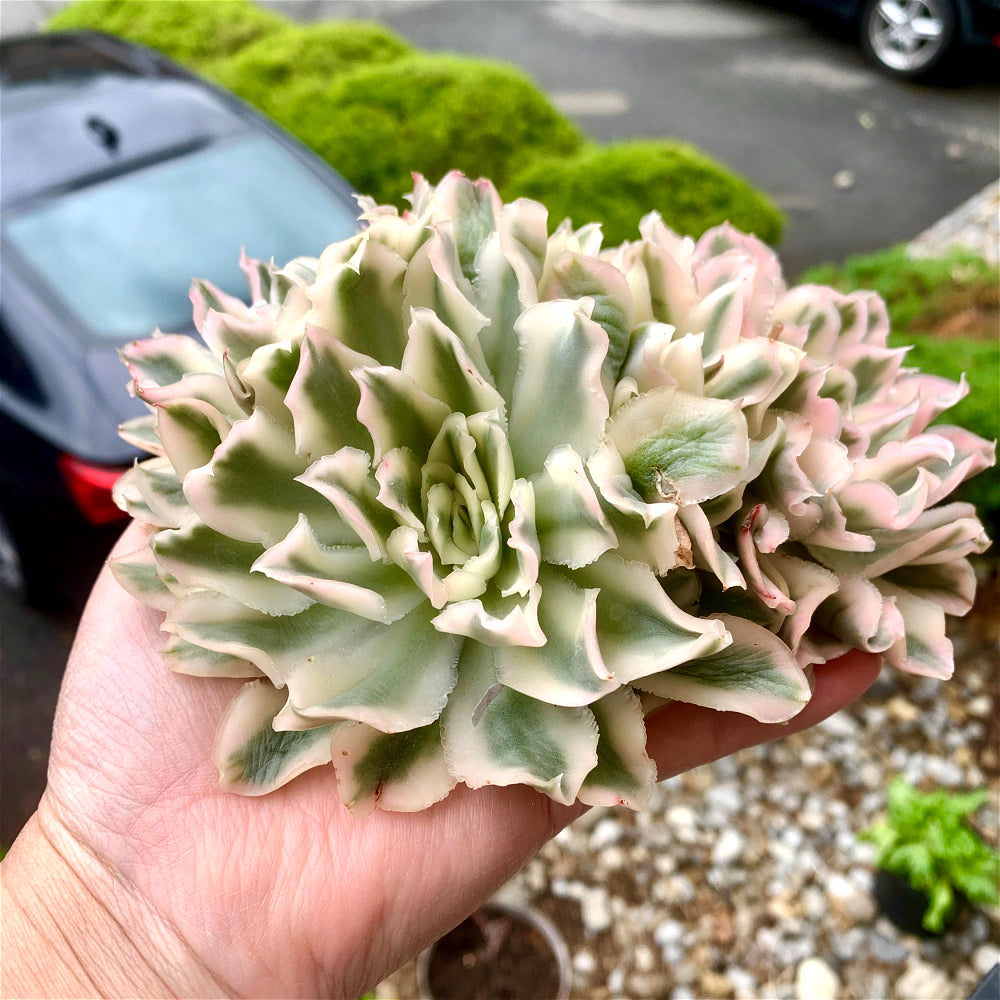 Rare Succulent Live Plant - Echeveria 'Purple Butterfly' Variegata - 5"-6" Mature Clustered Structure Specimen