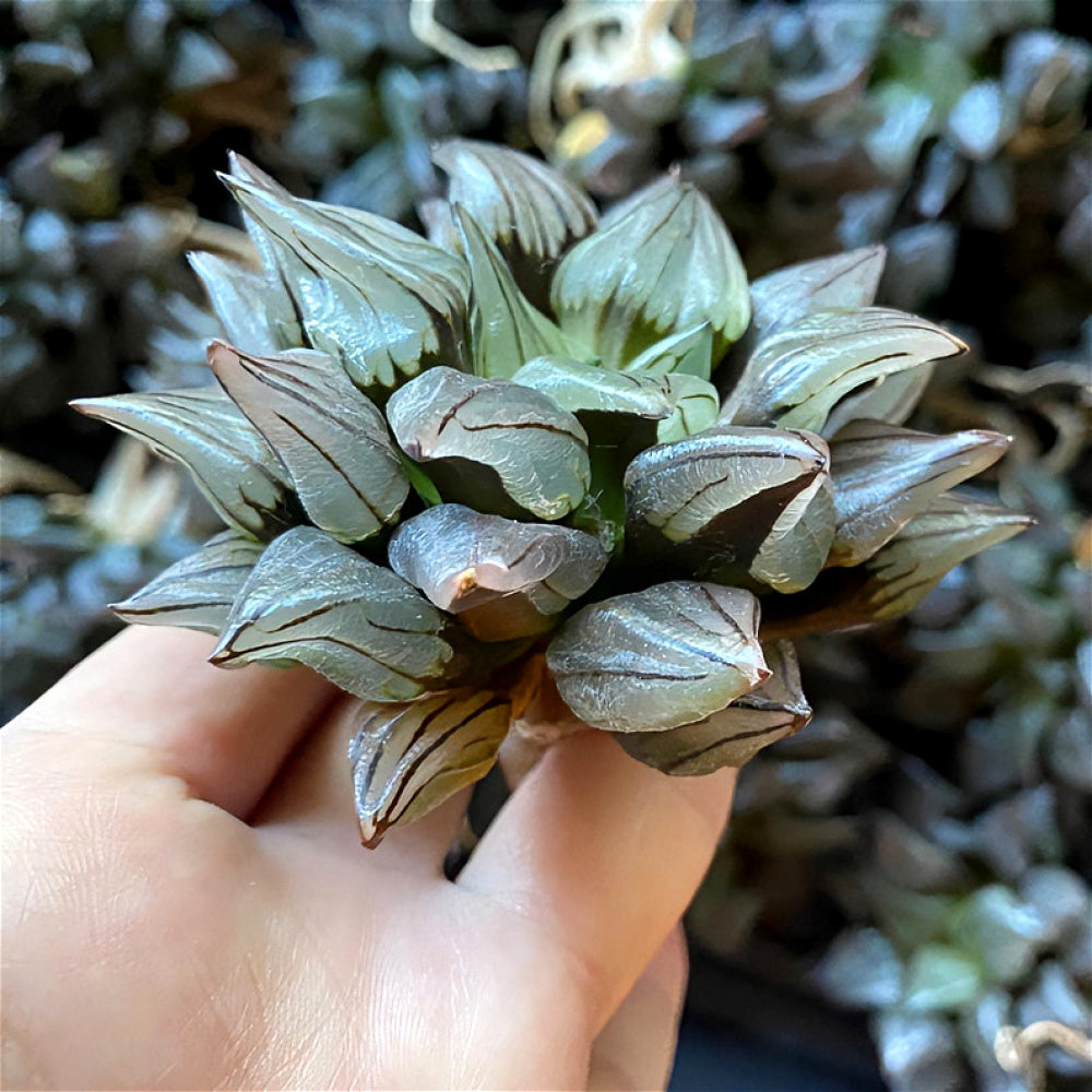 “Jelly” Plant Favorite Among Collectors - Haworthia Magnifica Var. Atrofusca - Rare Live Succulent Allow Light to Reach Plant's Interior
