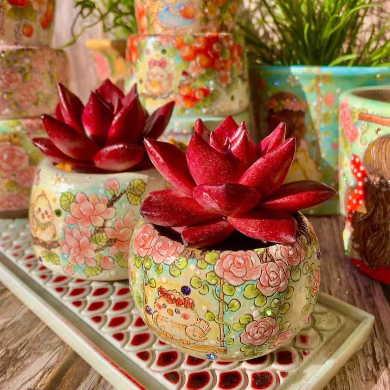 Echeveria Agavoides v. 'Romeo Rubin' - Rare Succulent Live Plant 1.5"–2" - For Home Decor | Perfect Gift for Succulent Lovers | Holiday Gifts