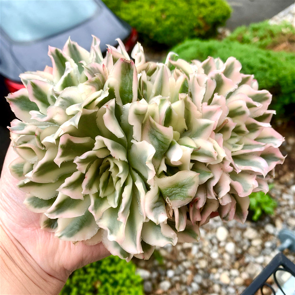 Rare Succulent Live Plant - Echeveria 'Purple Butterfly' Variegata - 5"-6" Mature Clustered Structure Specimen