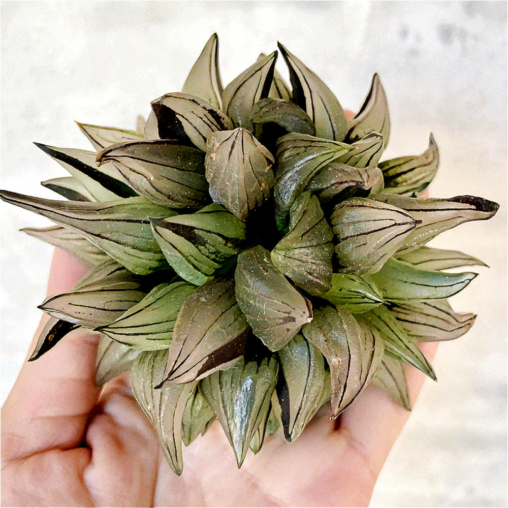 “Jelly” Plant Favorite Among Collectors - Haworthia Magnifica Var. Atrofusca - Rare Live Succulent Allow Light to Reach Plant's Interior