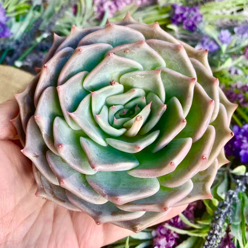 Father's Day Gift: Echeveria 'Cupid' - Delicate Succulent Compact Rosette Shape