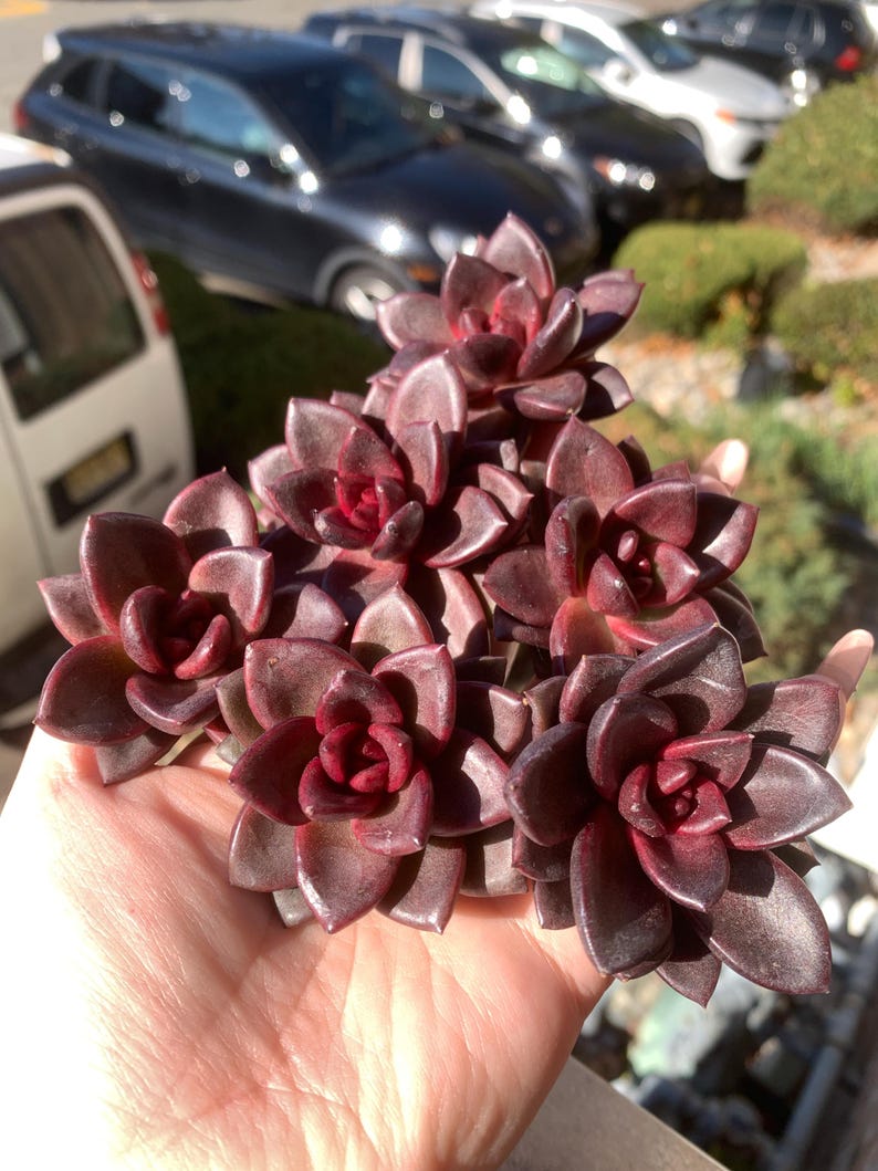 Echeveria 'Delight Rose' Live Succulent 1.5" in Diameter - Rare Rose-like Rosette Plant