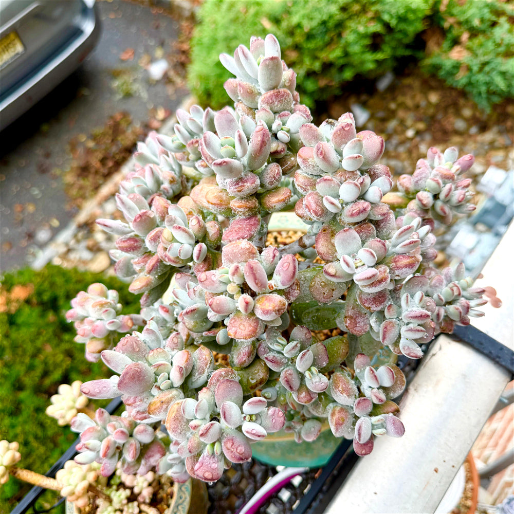 Cotyledon Orbiculata - 11" Rare Boutique Succulent - Exact Plant Shown 1 of 1 - WYSIWYG Live Plant