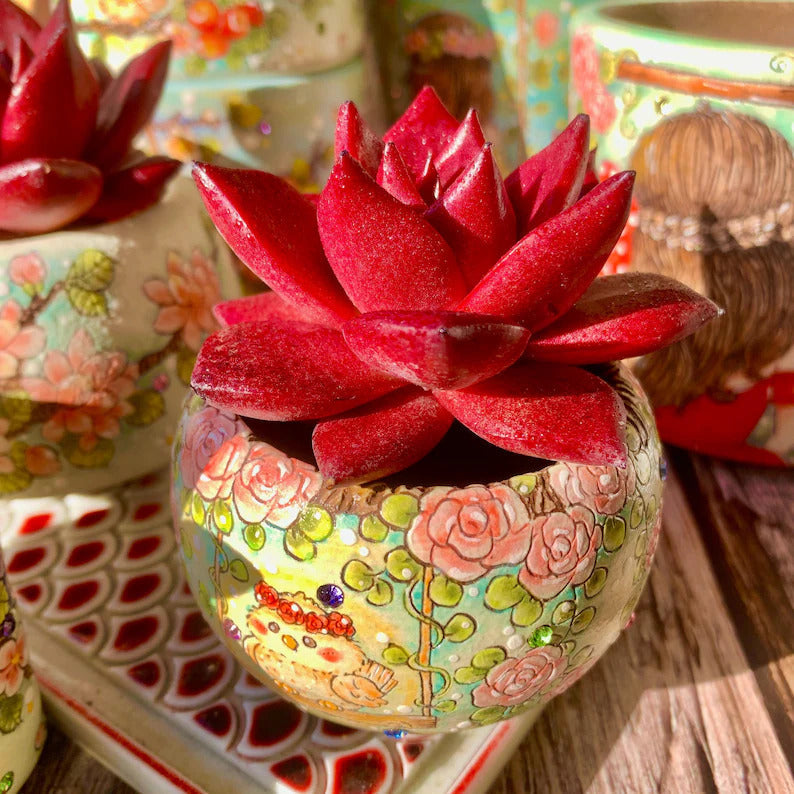 Echeveria Agavoides v. 'Romeo Rubin' - Rare Succulent Live Plant 1.5"–2" - For Home Decor | Perfect Gift for Succulent Lovers | Holiday Gifts