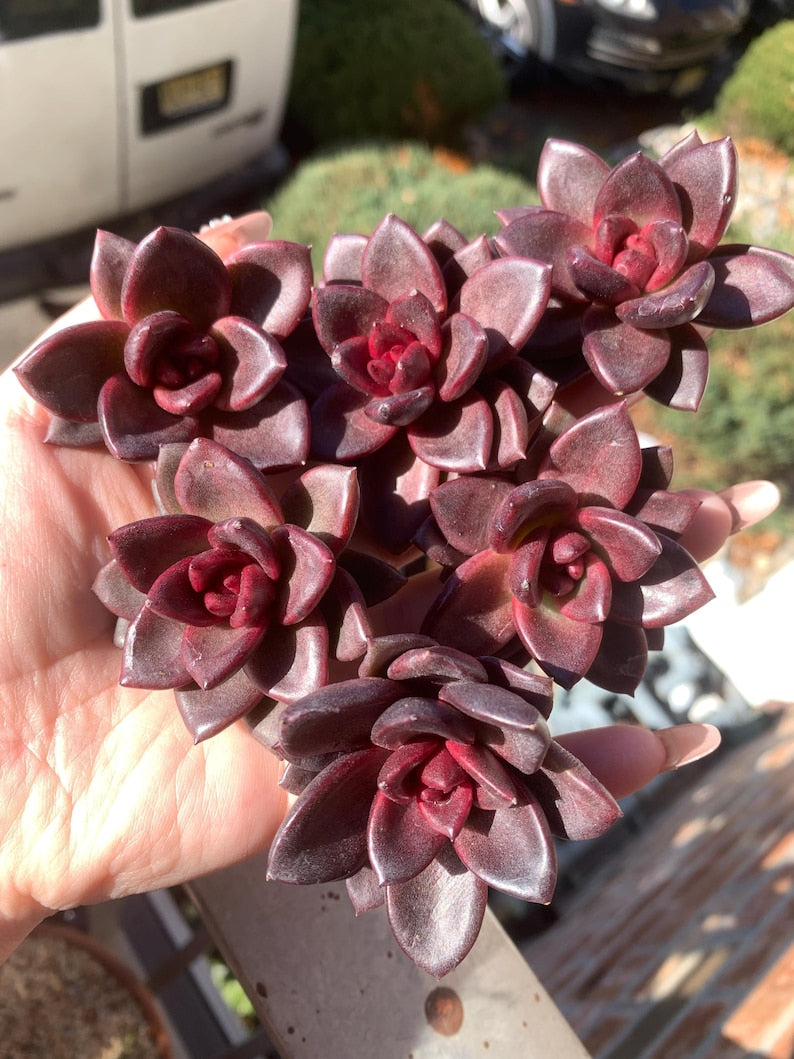 Echeveria 'Delight Rose' Live Succulent 1.5" in Diameter - Rare Rose-like Rosette Plant