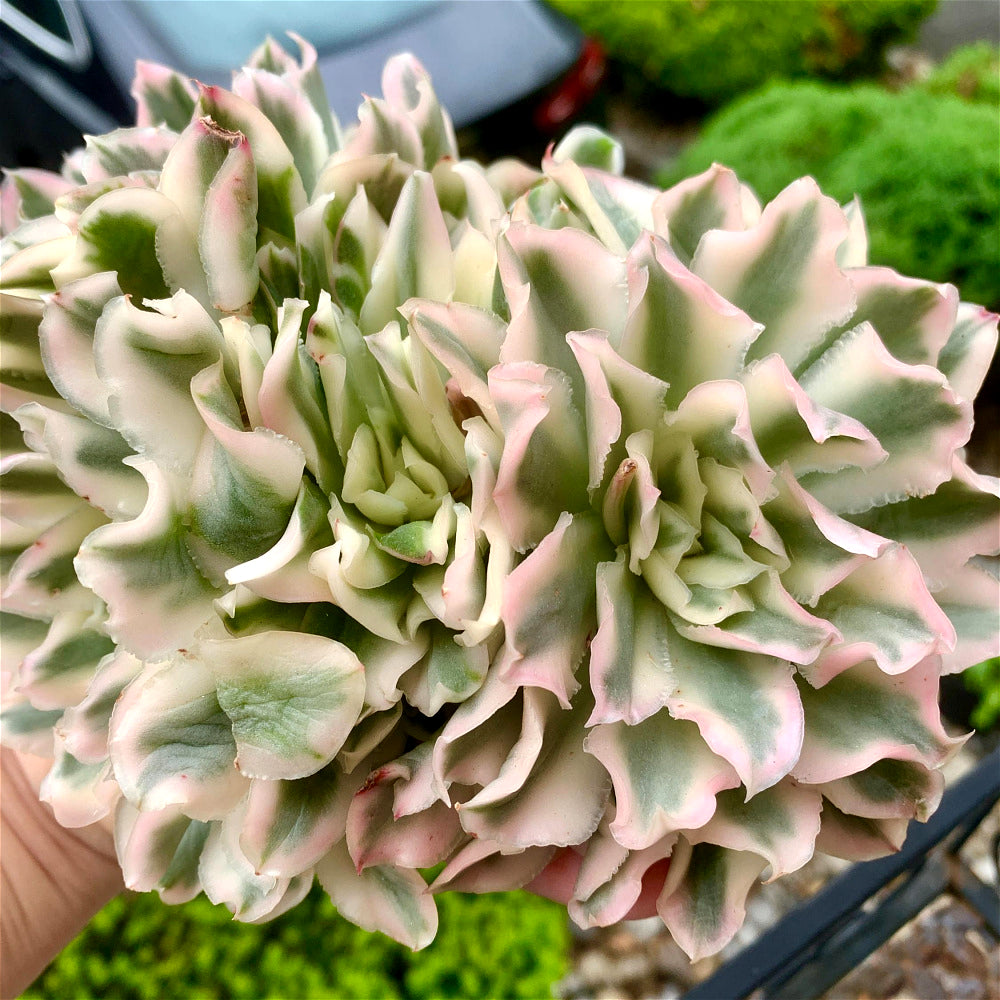 Rare Succulent Live Plant - Echeveria 'Purple Butterfly' Variegata - 5"-6" Mature Clustered Structure Specimen