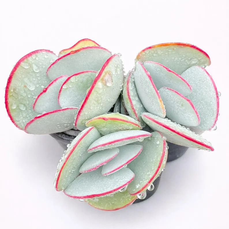 Cotyledon Orbiculata 'Hakubi' Approx. 3–3.5 inches in Diameter