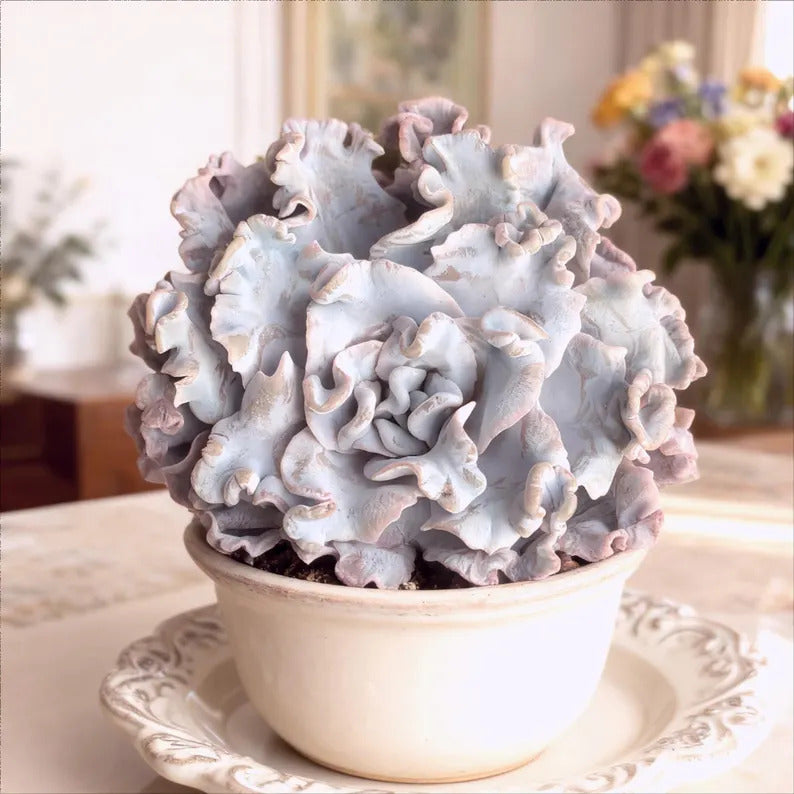 Crispate Beauty Rare Succulent Plants, 3.5" Green Imported Live Succulent Plant, Indoor Office Wedding Party Decor Gifts