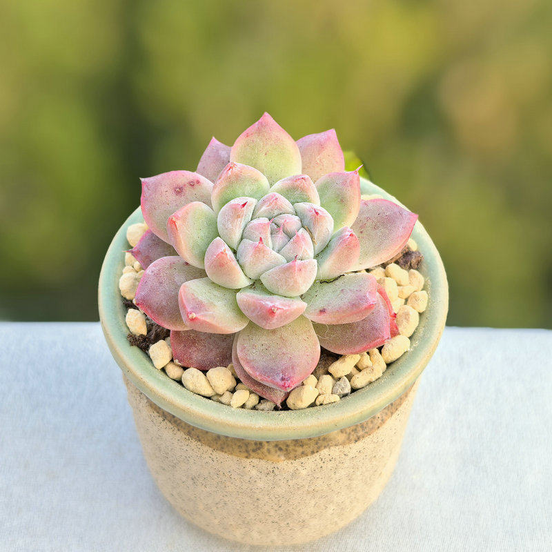 Echeveria ‘Alba Beauty’ Live Succulent | Rosette Echeveria Plant for Desk, Shelf & Minimalist Home Decor