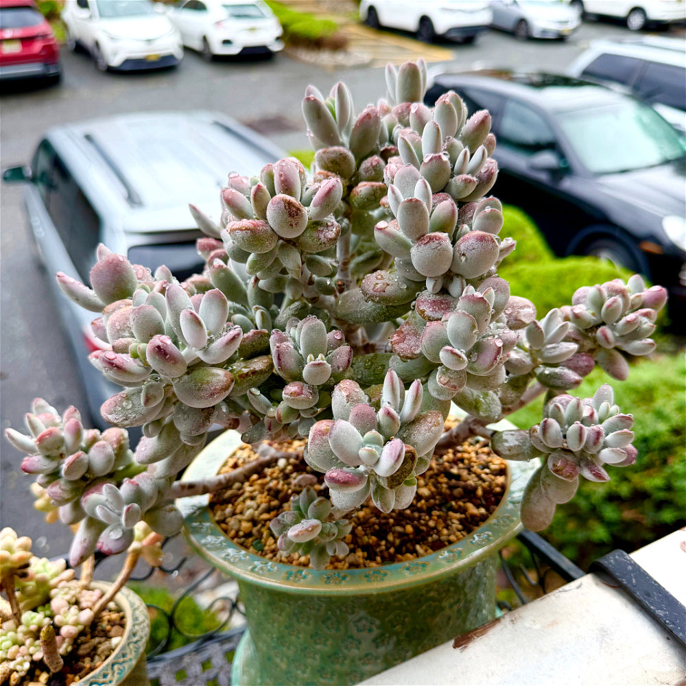Cotyledon Orbiculata - 11" Rare Boutique Succulent - Exact Plant Shown 1 of 1 - WYSIWYG Live Plant