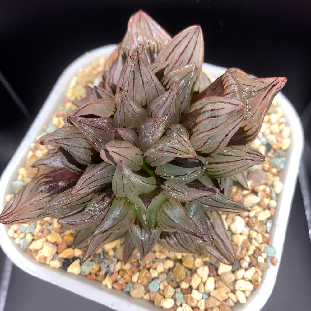 “Jelly” Plant Favorite Among Collectors - Haworthia Magnifica Var. Atrofusca - Rare Live Succulent Allow Light to Reach Plant's Interior