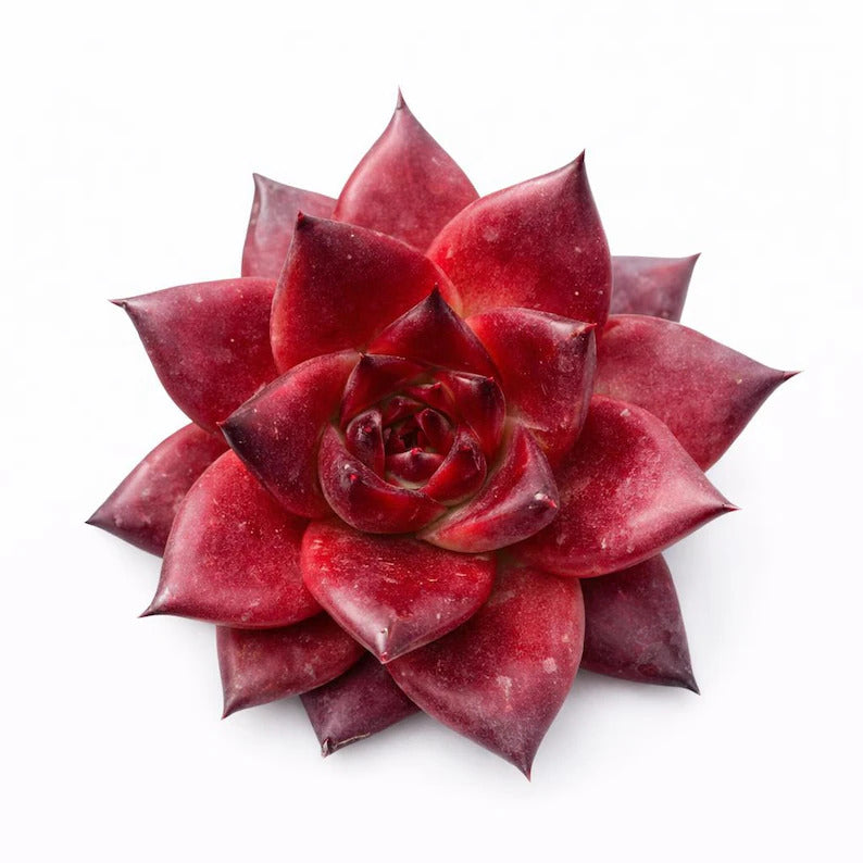 Echeveria Agavoides v. 'Romeo Rubin' - Rare Succulent Live Plant 1.5"–2" - For Home Decor | Perfect Gift for Succulent Lovers | Holiday Gifts