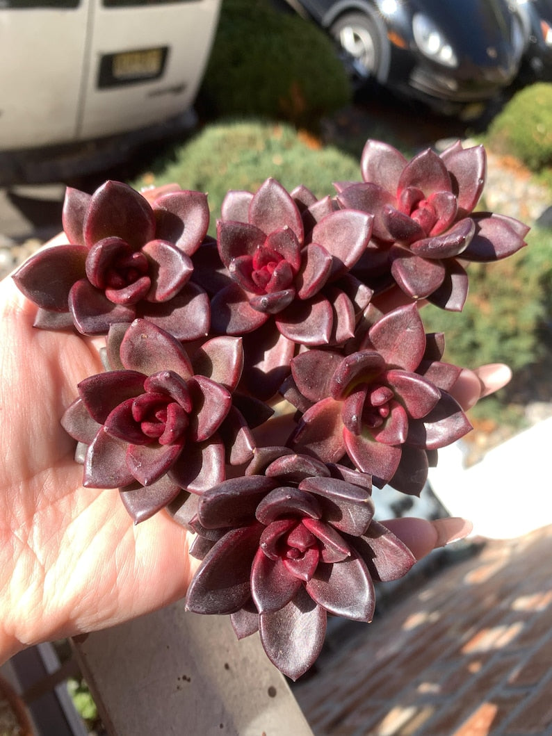Echeveria 'Delight Rose' Live Succulent 1.5" in Diameter - Rare Rose-like Rosette Plant