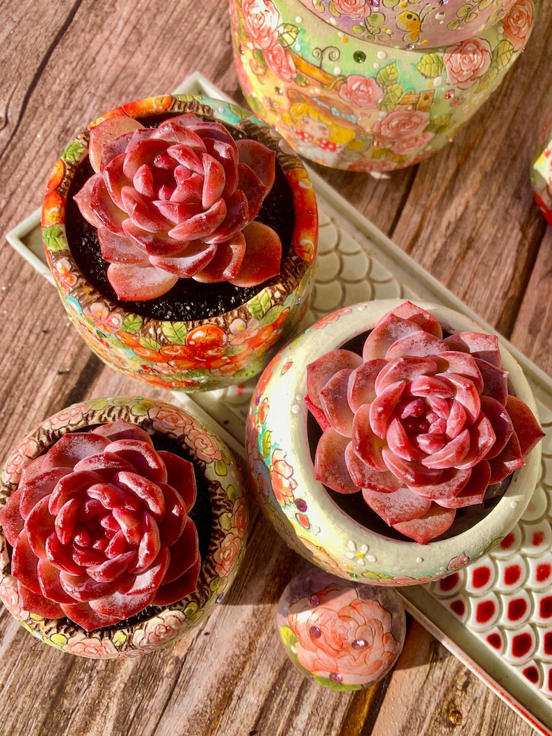 3"-3.5" in Diameter Echeveria 'Snow Lotus' -- Single-stemmed Healthy Live Succulent Plant -- Plump Leaves Good Coloration