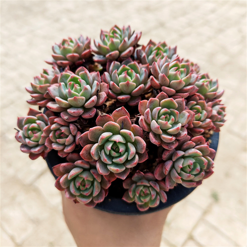 Echeveria 'Nana Hook' Multi-head Cluster - Approx. 8"-10" in Diameter