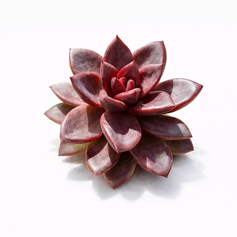 Echeveria 'Delight Rose' Live Succulent 1.5" in Diameter - Rare Rose-like Rosette Plant