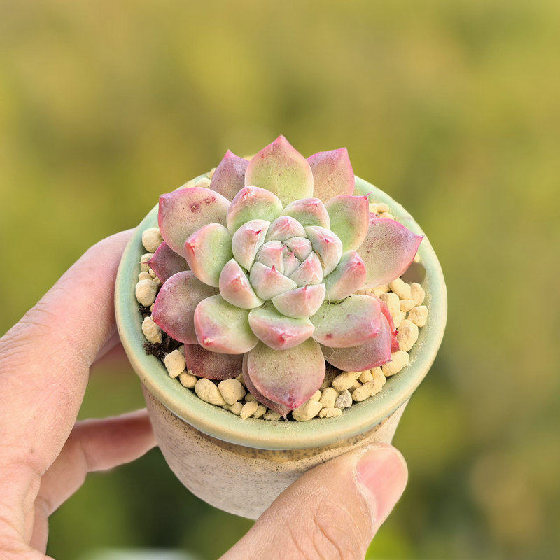 Echeveria ‘Alba Beauty’ Live Succulent | Rosette Echeveria Plant for Desk, Shelf & Minimalist Home Decor