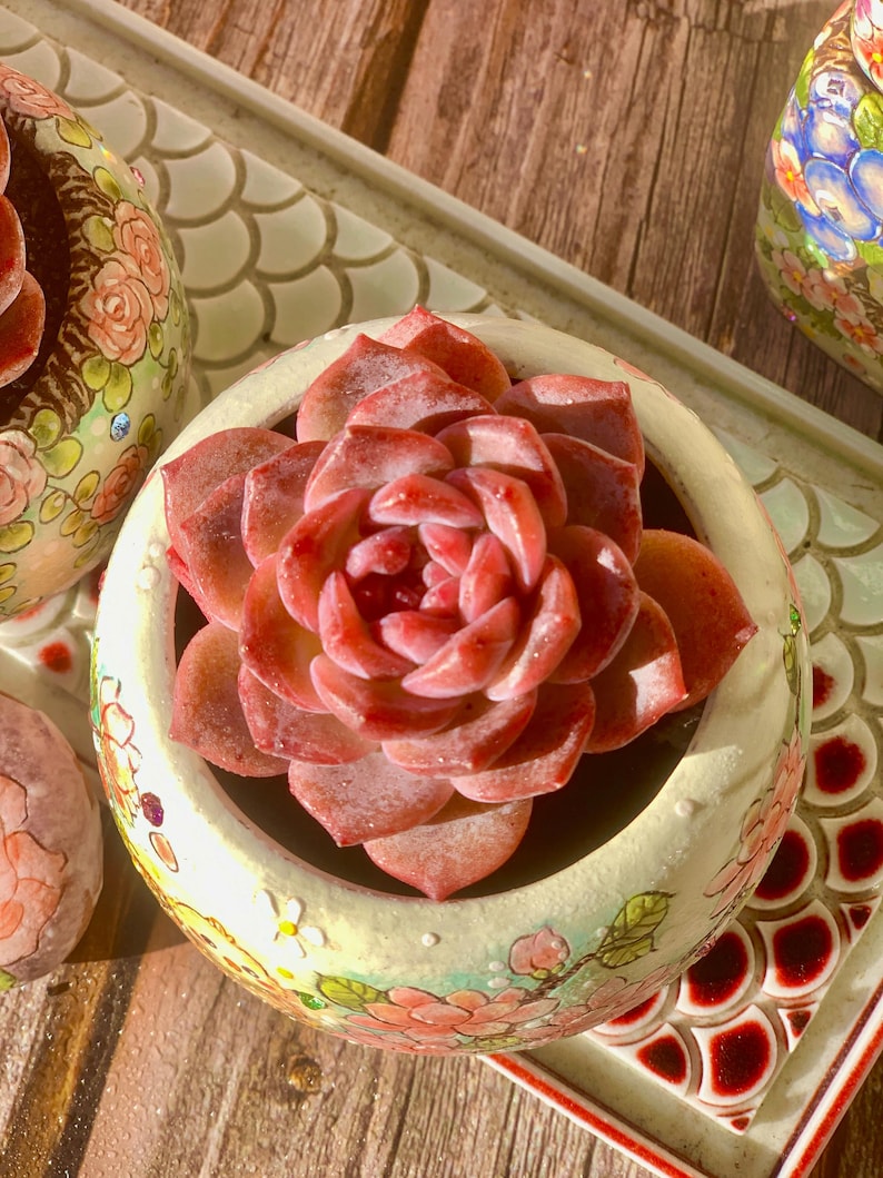 3"-3.5" in Diameter Echeveria 'Snow Lotus' -- Single-stemmed Healthy Live Succulent Plant -- Plump Leaves Good Coloration