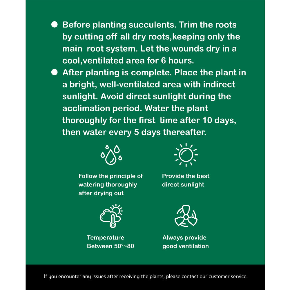 Cotyledon Orbiculata 'Hakubi' Approx. 3–3.5 inches in Diameter