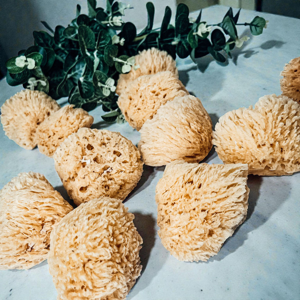Dead Sea Sponge